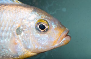 Petrotilapia genalutea 'Chilumba'